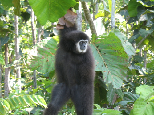 A Young Gibbon
